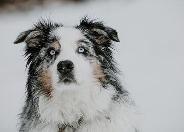 Süßer dreifarbiger Hund im Schnee