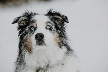 Süßer dreifarbiger Hund