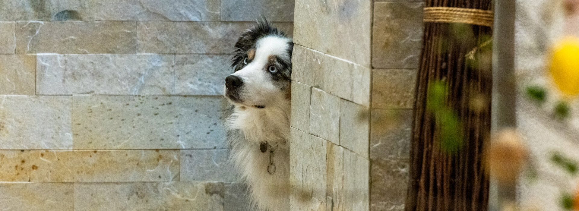 Süßer Hund im Hotel